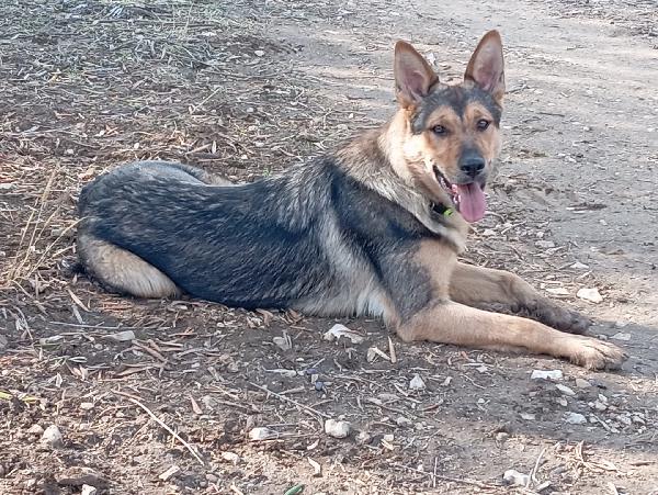 Ninì, affettuosa, sicuro abbandono Foto 5